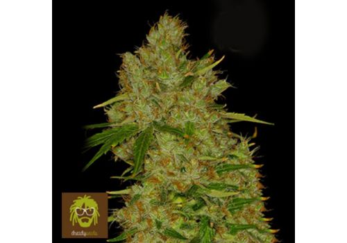 Dready Seeds Dready Skunk