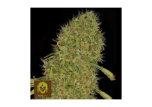 Dready Seeds White Jack
