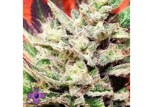 Gage Green Seeds Dream Catcher