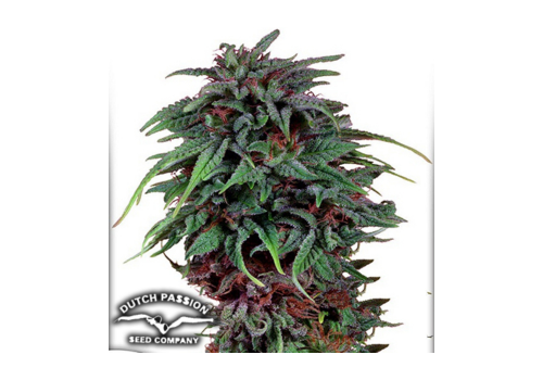 Dutch Passion Seeds Durban Poison