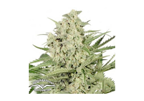 Dutch Passion Seeds Dutch Cheese