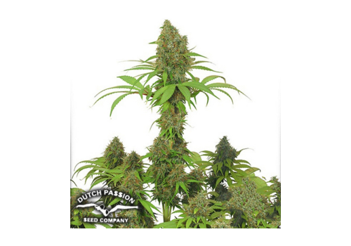 Dutch Passion Seeds Dutch Haze
