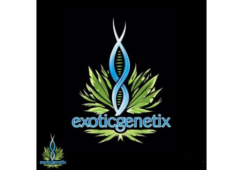 Exotic Genetix Seeds Elusive OG