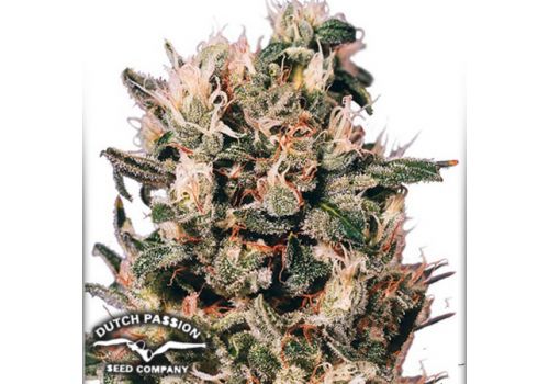 Dutch Passion Seeds Euforia