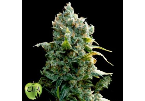 EVA Seeds African Free