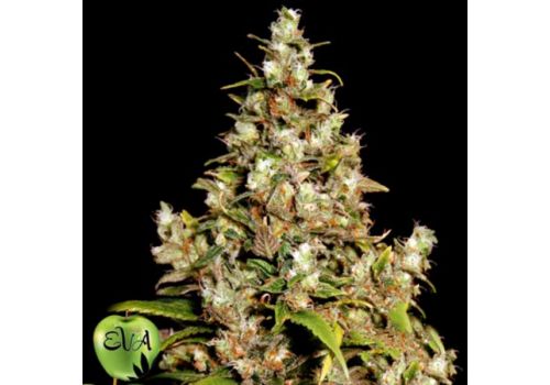 EVA Seeds Monster