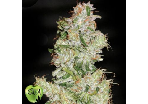 EVA Seeds Nexus