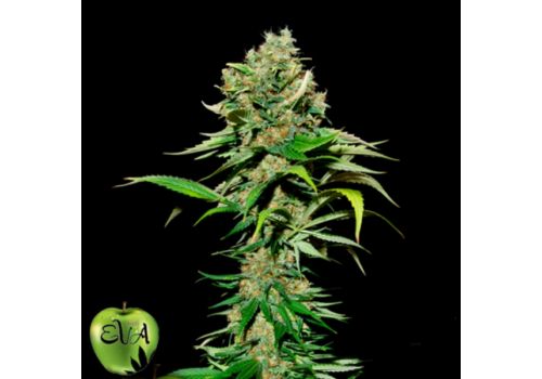 EVA Seeds Excalibur