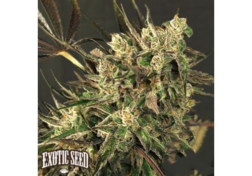 Exotic Seed Exotic Colours