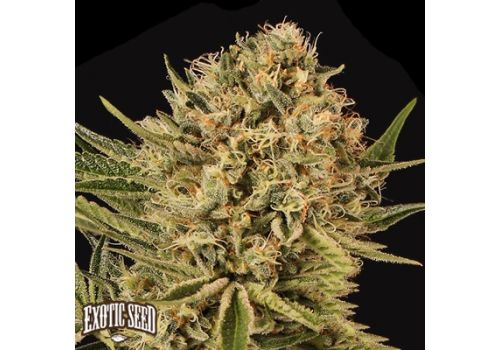 Exotic Seed Herz OG