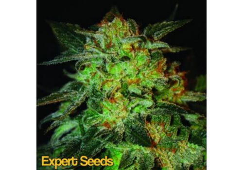 Expert Seeds Expert 47