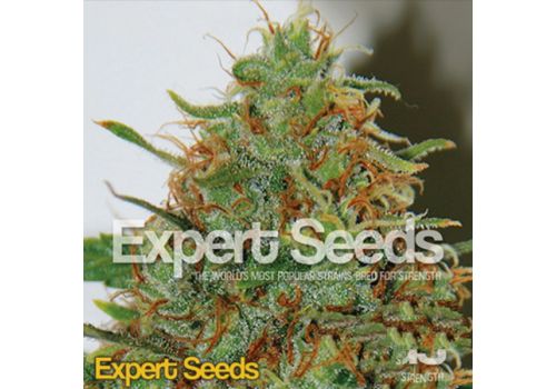 Expert Seeds Expert Haze
