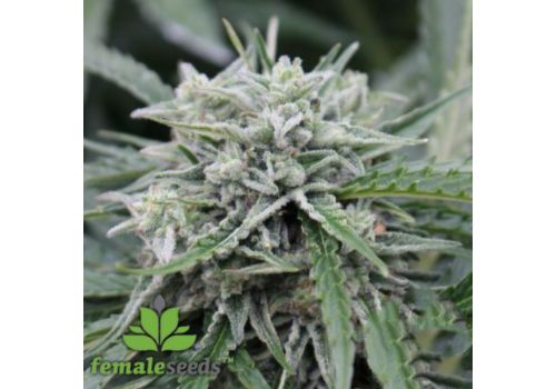 Female Seeds AUTO NL