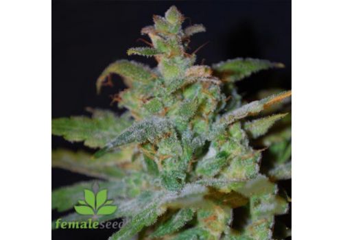 Female Seeds AUTO AK
