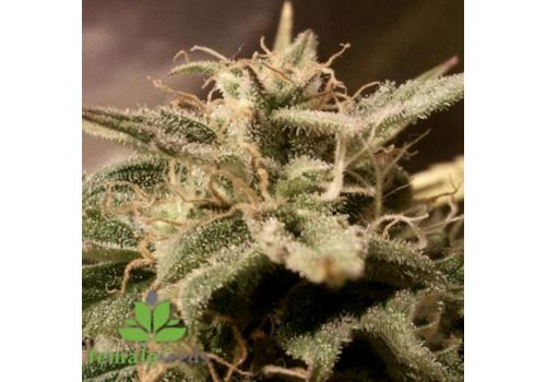 Female Seeds AUTO Bubble