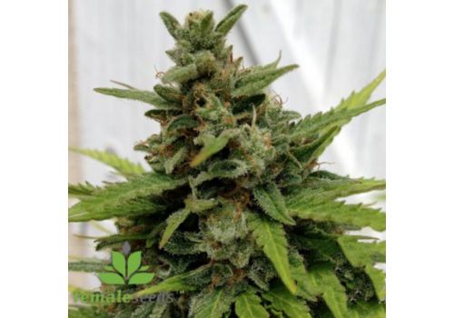 Female Seeds X-Line AUTO Critical