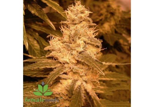 Female Seeds AUTO Kush
