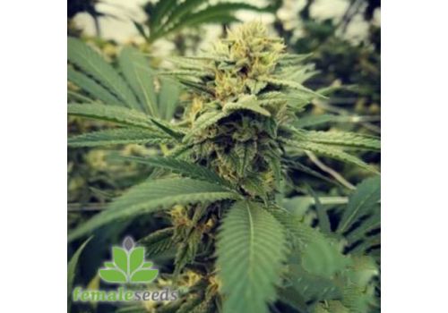 Female Seeds Critical Sour