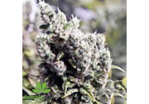 Female Seeds X-Line Big Grapefruit