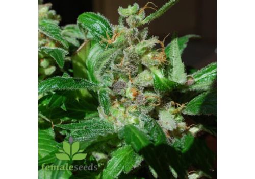 Female Seeds Black Sugar