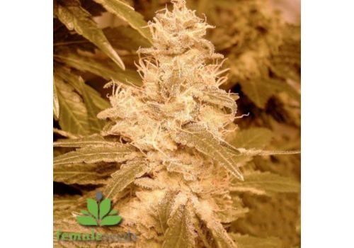 Female Seeds X-Line Black Widow