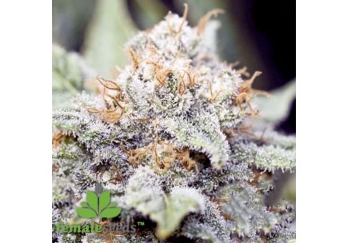 Female Seeds X-Line Extreme Indica