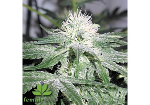 Female Seeds ICE