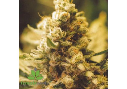 Female Seeds Lemon Kush