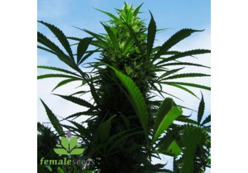 Female Seeds X-Line C99 OUTDOOR