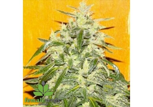 Female Seeds X-line Tropical Ice