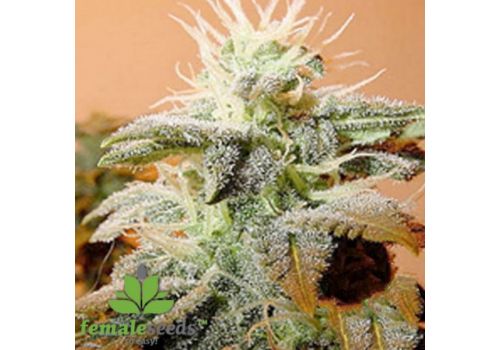 Female Seeds Indoor Mix