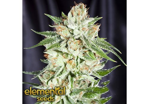 Elemental Seeds Fifth Element