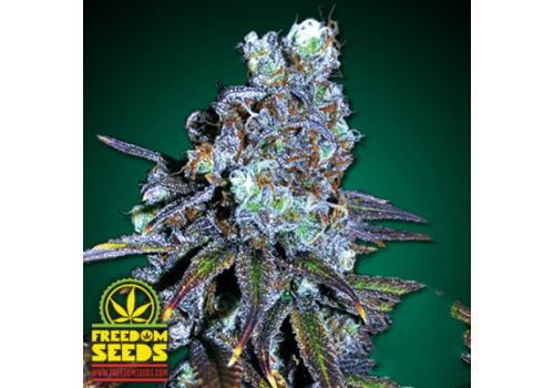 Freedom Seeds FreeBD