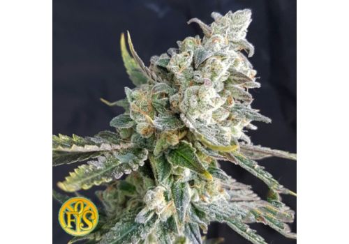 Freedom of Seeds Blue Angel