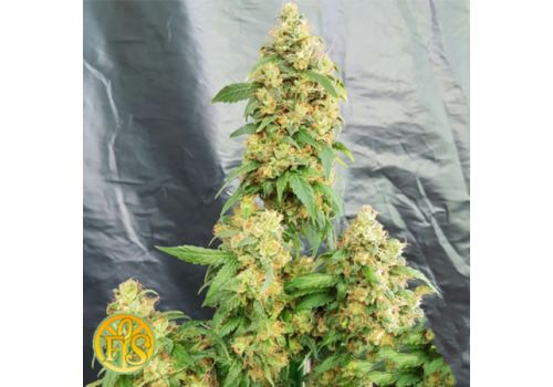 Freedom of Seeds Chunky Skunk