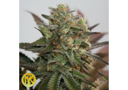 Freedom of Seeds Diesel Devil AUTO