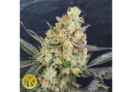 Freedom of Seeds Doctor Kush