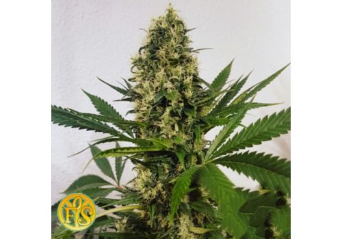 Freedom of Seeds Freedom Haze