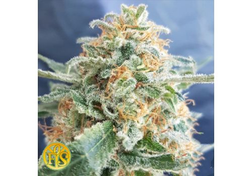 Freedom of Seeds Hash Lover