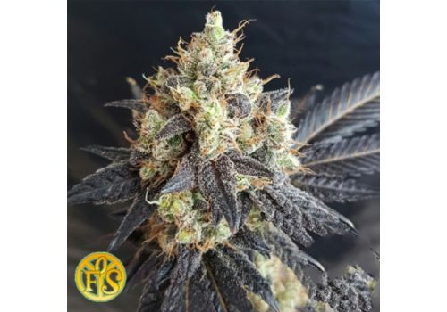 Freedom of Seeds Mighty Grape