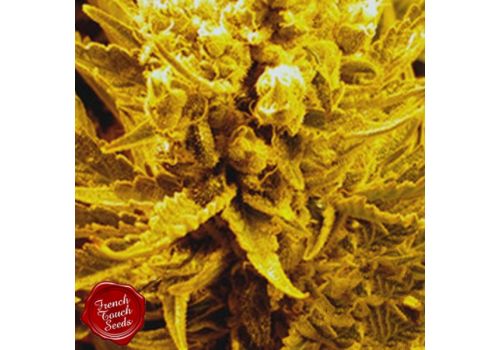 French Touch Seeds FrenCheese