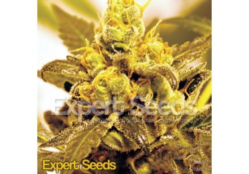 Expert Seeds Fruit Salad
