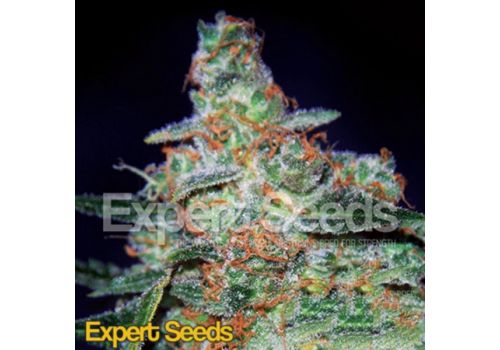 Expert Seeds Cheese AUTO
