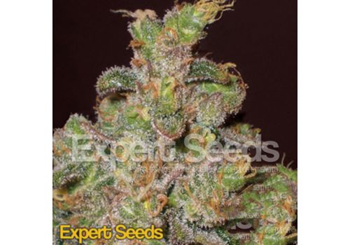 Expert Seeds Cheese