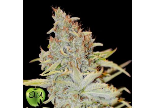EVA Seeds Furious Candy