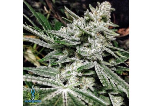 Exotic Genetix Seeds Future