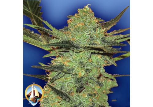 Flying Dutchmen Seeds G Force