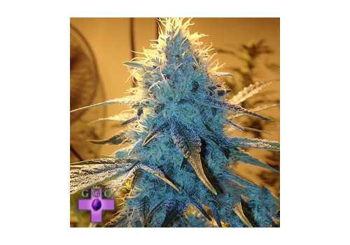 Gage Green Seeds Golden Gage