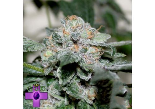 Gage Green Seeds Blackberry Pie
