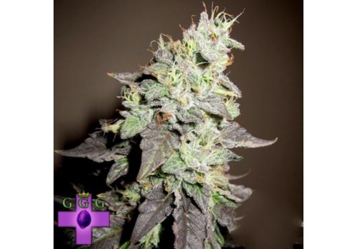 Gage Green Seeds Burgundy